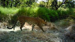 Spotted Indochinese leopards detected in Srepok Wildlife Sanctuary, the largest protected area in the Eastern Plains Landscape of Cambodia, using Panthera V4 camera traps.